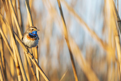 Close-up of bird perching on twig