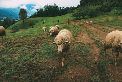 Sheep grazing in a field