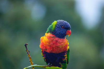 Close-up of parrot