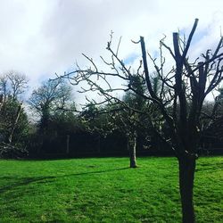 Trees on grassy field