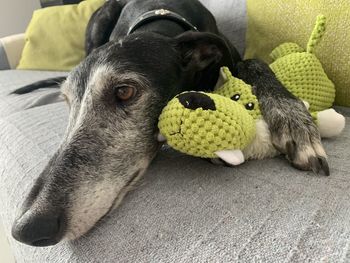 A spanish greyhound resting on the sofa with his toy