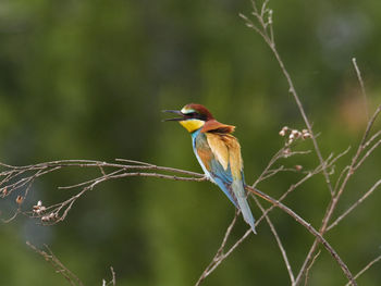 European bee-eater, merops apiaster, near xativa, spain