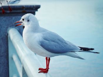 Close-up of seagull perching on railing