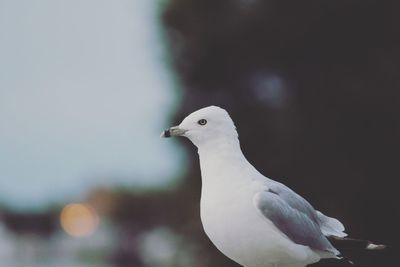 Close-up of seagull perching outdoors