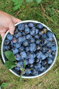Close up of ripe damson plum vegan fruit held in colander female hand grown summer organic garden 