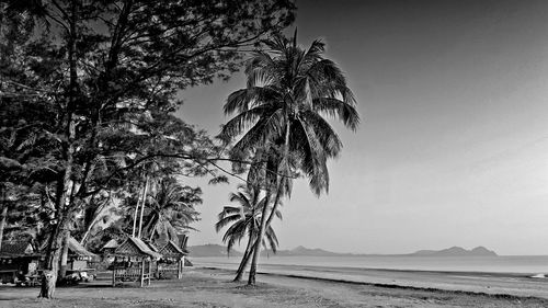 Palm trees on beach against sky