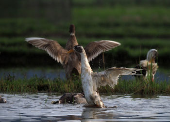 Birds in a lake