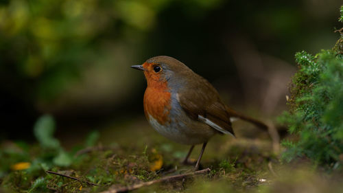 Close-up of a bird
