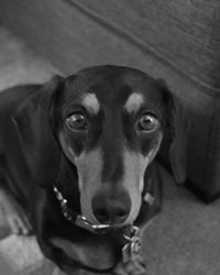 Close-up portrait of dog