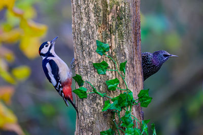 Great spotted woodpecker and starling, dendrocopos major, sturnus vulgarus, climbing a tree trunk
