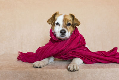 Close-up portrait of a dog relaxing at home