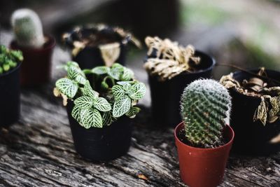 Close-up of succulent plant on table