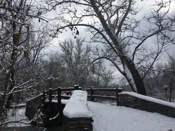 Snow covered bare trees against sky