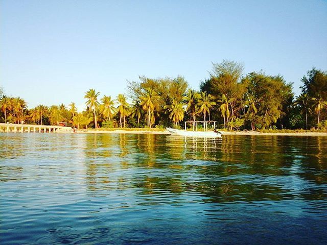 water, clear sky, tree, waterfront, copy space, tranquility, tranquil scene, palm tree, reflection, scenics, lake, beauty in nature, nature, blue, rippled, idyllic, incidental people, growth, outdoors, day