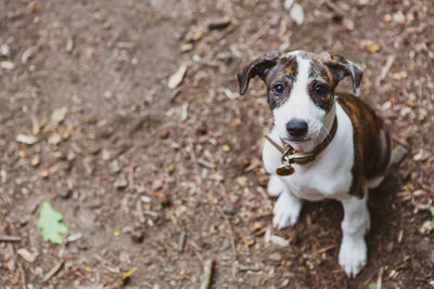 High angle portrait of dog standing on field