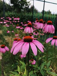 Close-up of pink flowering plants