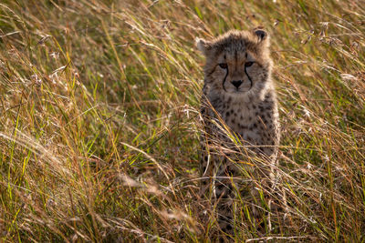 Portrait of a cat on field