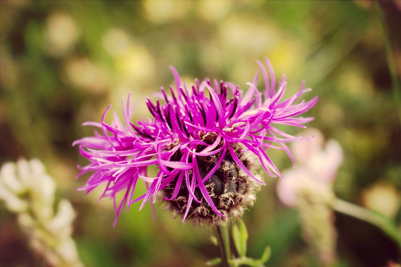 flower, freshness, growth, fragility, close-up, focus on foreground, petal, flower head, purple, beauty in nature, nature, plant, blooming, in bloom, stem, blossom, selective focus, pink color, single flower, botany