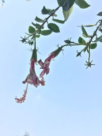 Low angle view of flowering plant against clear blue sky