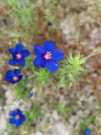 High angle view of purple flowering plant on field