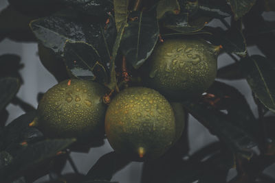 Close-up of fruits growing on plant