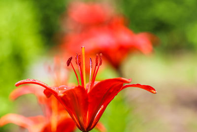 flowering plant