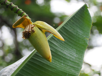 Close-up of a yellow flower