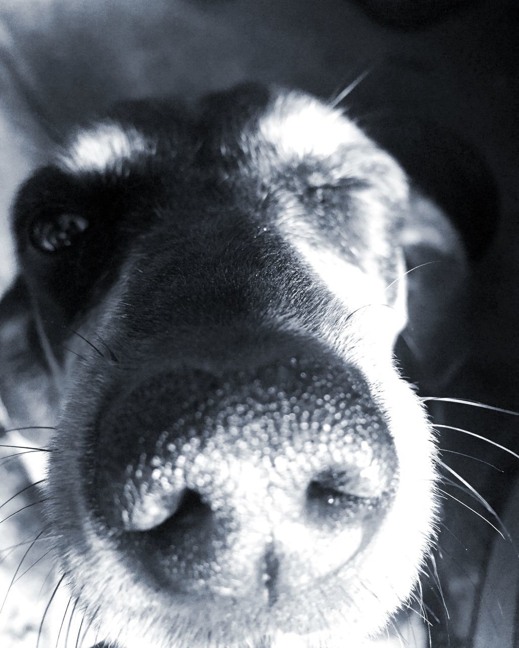 CLOSE-UP PORTRAIT OF DOG STICKING OUT TONGUE OUTDOORS