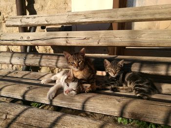 Cat on wood