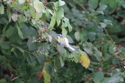 Close-up of bird perching on a plant