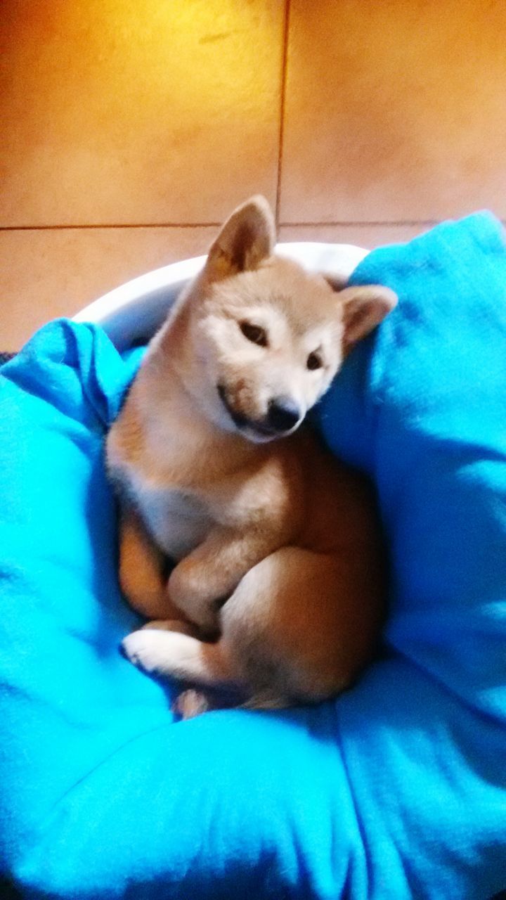 pets, domestic animals, animal themes, indoors, one animal, mammal, dog, bed, relaxation, portrait, lying down, blue, resting, home interior, looking at camera, young animal, cute, blanket, sofa, high angle view