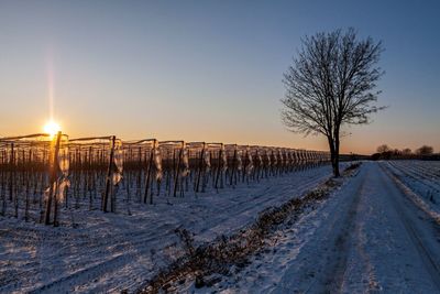 Bare trees on snow covered landscape against sky during sunset