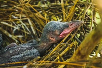 Close-up of bird in nest