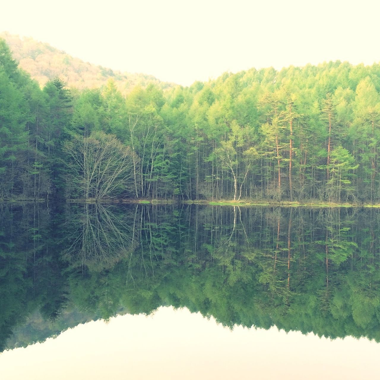 tree, water, tranquility, tranquil scene, reflection, lake, scenics, beauty in nature, nature, growth, waterfront, green color, clear sky, river, idyllic, standing water, non-urban scene, forest, calm, plant