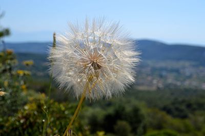 Close-up of dandelion against sky