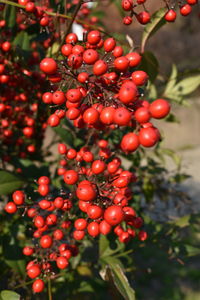 Close-up of red berries growing on tree