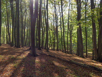 The island of rügen