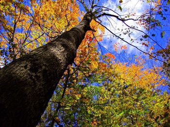 Low angle view of autumn trees against sky