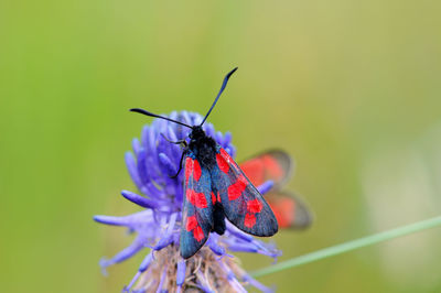 Close-up of insect on flower