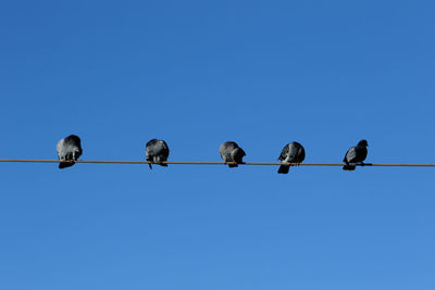 Low angle view of birds perching on cable against clear blue sky