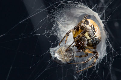 Close-up of spider on web