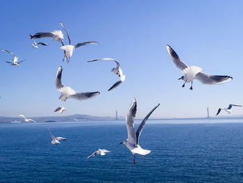 Seagulls flying over sea against sky