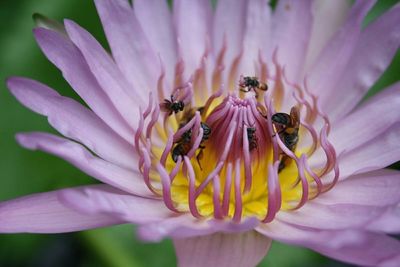 Close-up of bee pollinating on pink flower