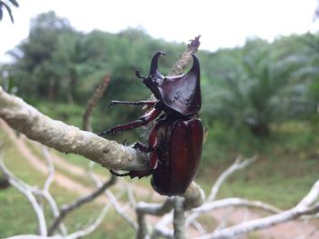 Close-up of insect on tree