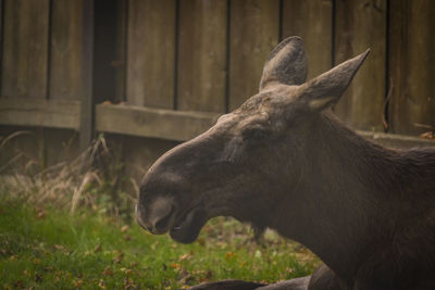 Close-up of deer