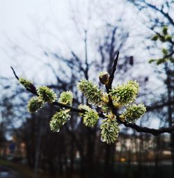 Close-up of flowering plant against tree