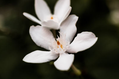 Close-up of white flowering plant