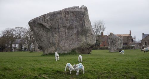 Sheep on field against clear sky