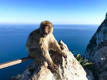 Monkey sitting on rock by sea against sky