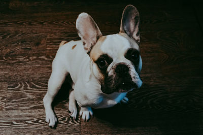 Close-up portrait of dog on floor